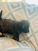 Franklin, a male Miniature Goldendoodle for sale in Waynesboro, VA – Photo 2 of 4