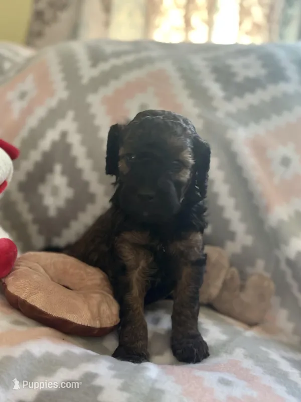 Franklin – Miniature Goldendoodle puppy for sale in Waynesboro, VA