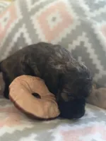 Franklin, a male Miniature Goldendoodle for sale in Waynesboro, VA – Photo 3 of 4