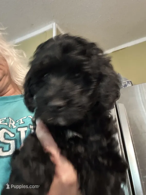 Silas – Miniature Goldendoodle puppy for sale in Waynesboro, VA