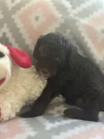 Maxwell, a male Miniature Goldendoodle for sale in Waynesboro, VA – Photo 2 of 3