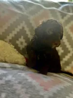 Maxwell, a male Miniature Goldendoodle for sale in Waynesboro, VA – Photo 3 of 3