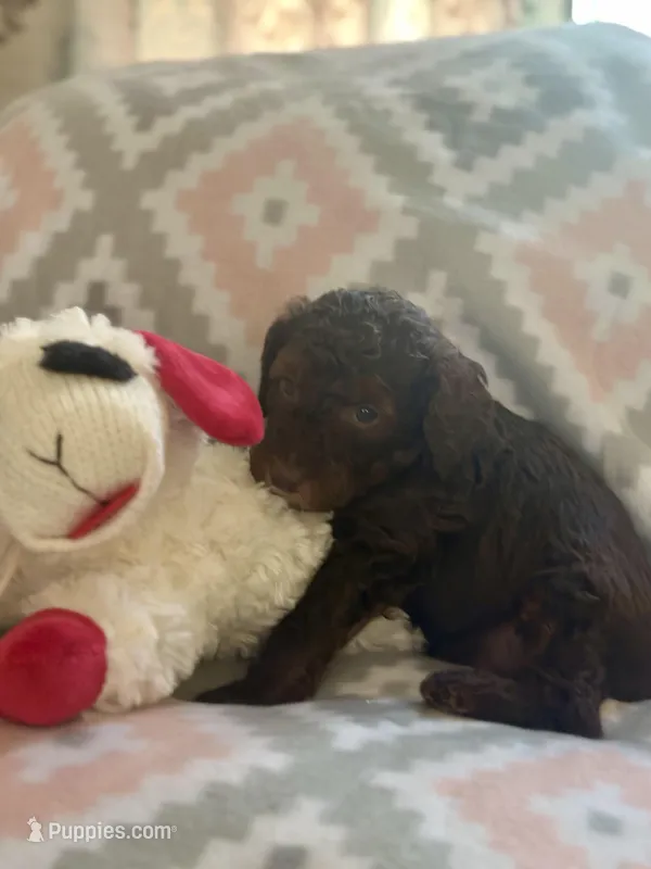 Maxwell – Miniature Goldendoodle puppy for sale in Waynesboro, VA