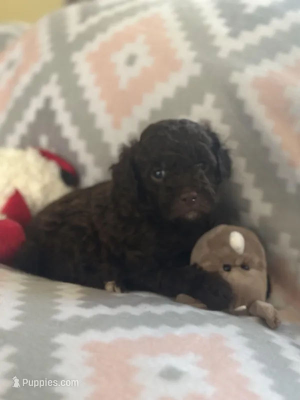 Felix – Miniature Goldendoodle puppy for sale in Waynesboro, VA