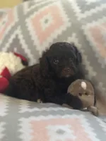 Felix, a male Miniature Goldendoodle for sale in Waynesboro, VA – Photo 1 of 2