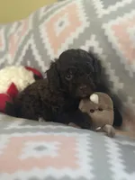 Felix, a male Miniature Goldendoodle for sale in Waynesboro, VA – Photo 2 of 2