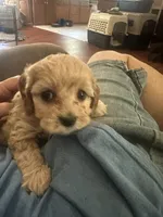 Teacup, a male Miniature Goldendoodle for sale in Waynesboro, VA – 4 of 5