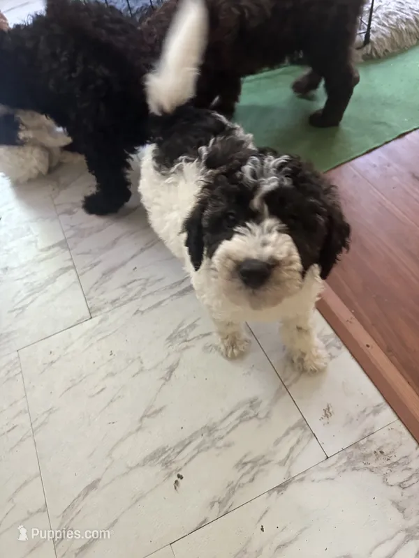 Zee – Poodle - Miniature  puppy for sale in Waynesboro, VA