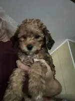 Weston, a male Miniature Goldendoodle for sale in Waynesboro, VA – 2 of 5