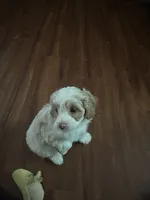 Bert, a male Miniature Goldendoodle for sale in Waynesboro, VA – 6 of 6