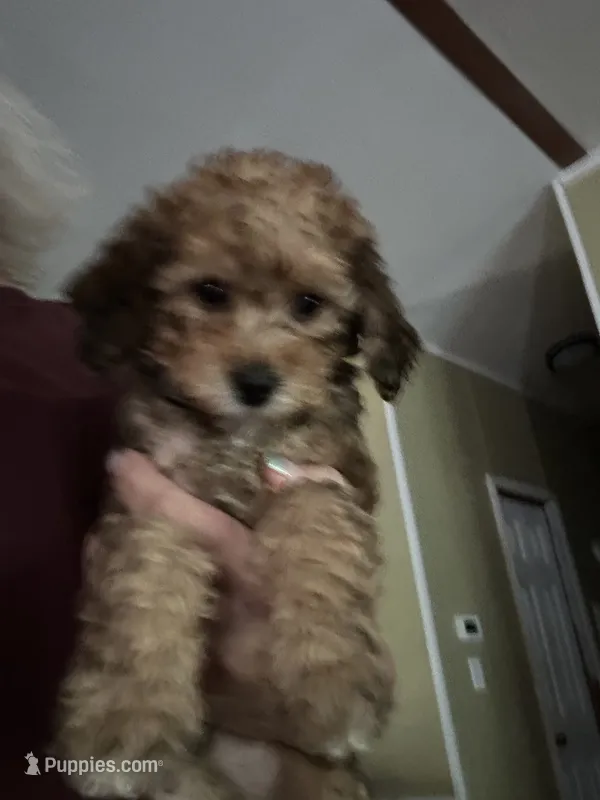 Weston – Miniature Goldendoodle puppy for sale in Waynesboro, VA
