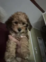 Weston, a male Miniature Goldendoodle for sale in Waynesboro, VA – 1 of 5