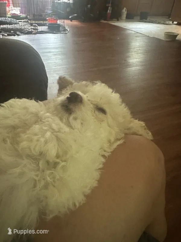 Snowball – Miniature Goldendoodle puppy for sale in Waynesboro, VA
