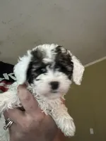 Louie, a male Poodle - Miniature  for sale in Waynesboro, VA – 2 of 6