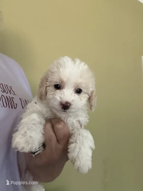 Snowball – Miniature Goldendoodle puppy for sale in Waynesboro, VA