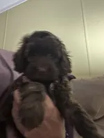 Bodi, a male Miniature Goldendoodle for sale in Waynesboro, VA – 6 of 6