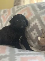 Silas, a male Miniature Goldendoodle for sale in Waynesboro, VA – Photo 2 of 2