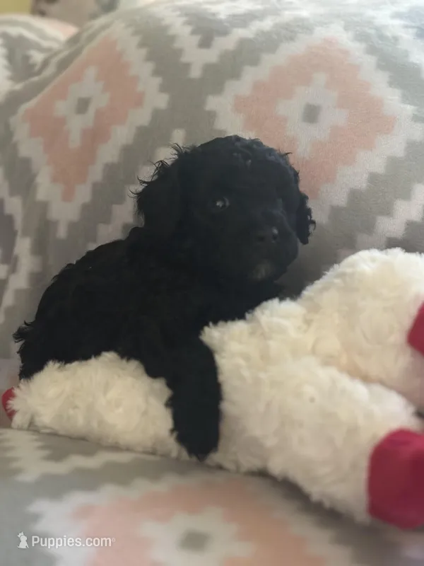 Silas – Miniature Goldendoodle puppy for sale in Waynesboro, VA
