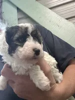 Louie, a male Poodle - Miniature  for sale in Waynesboro, VA – 4 of 6