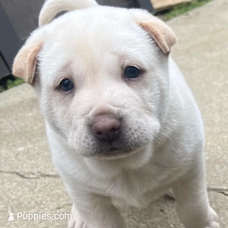 white female – Chinese Shar-Pei puppy for sale in Los Angeles, CA