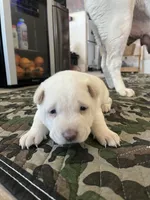white female, a female Chinese Shar-Pei for sale in Los Angeles, CA – Photo 1 of 5