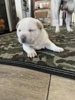 white female, a female Chinese Shar-Pei for sale in Los Angeles, CA – Photo 3 of 5