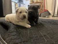 white female, a female Chinese Shar-Pei for sale in Los Angeles, CA – Photo 2 of 5