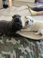 white female, a female Chinese Shar-Pei for sale in Los Angeles, CA – Photo 4 of 5