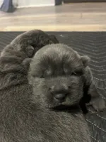 blue girl, a female Chinese Shar-Pei for sale in Los Angeles, CA – Photo 2 of 6