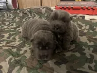 blue girl, a female Chinese Shar-Pei for sale in Los Angeles, CA – Photo 6 of 6
