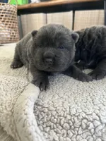 blue girl, a female Chinese Shar-Pei for sale in Los Angeles, CA – Photo 1 of 6