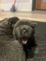 blue girl, a female Chinese Shar-Pei for sale in Los Angeles, CA – Photo 3 of 6