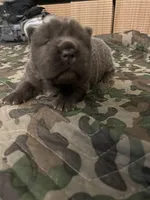 blue girl, a female Chinese Shar-Pei for sale in Los Angeles, CA – Photo 5 of 6