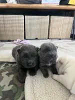 BLUE FEMALE, a female Chinese Shar-Pei for sale in Los Angeles, CA – Photo 2 of 6