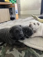 BLUE FEMALE, a female Chinese Shar-Pei for sale in Los Angeles, CA – Photo 6 of 6