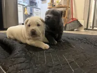 BLUE FEMALE, a female Chinese Shar-Pei for sale in Los Angeles, CA – Photo 5 of 6