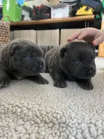 BLUE MALE, a male Chinese Shar-Pei for sale in Los Angeles, CA – Photo 4 of 5