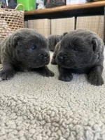 BLUE MALE, a male Chinese Shar-Pei for sale in Los Angeles, CA – Photo 3 of 5