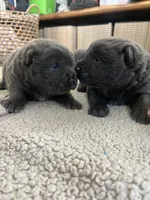 BLUE MALE, a male Chinese Shar-Pei for sale in Los Angeles, CA – Photo 2 of 5