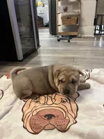 female pup, a female Chinese Shar-Pei for sale in Los Angeles, CA – Photo 2 of 4