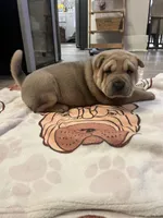 female pup, a female Chinese Shar-Pei for sale in Los Angeles, CA – Photo 3 of 4