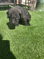 Angel, a female Cane Corso for sale in Temecula, CA – 5 of 9
