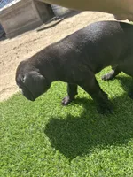Angel, a female Cane Corso for sale in Temecula, CA – 4 of 9