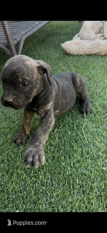 Onyx – Cane Corso puppy for sale in Temecula, CA