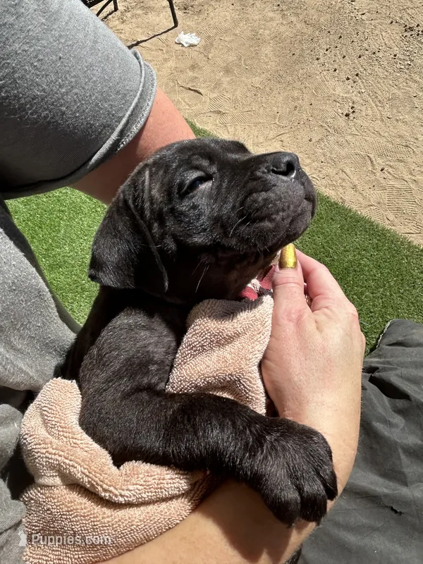 Oreo – Cane Corso puppy for sale in Temecula, CA