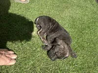 Onyx, a female Cane Corso for sale in Temecula, CA – 1 of 10