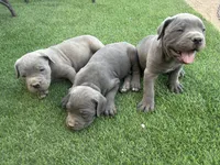 Sprinkles, a male Cane Corso for sale in Temecula, CA – 6 of 10