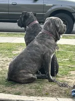 Pebble, a male Cane Corso for sale in Temecula, CA – 9 of 9