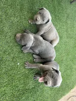 Pebble, a male Cane Corso for sale in Temecula, CA – 4 of 9