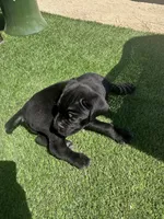 Batman, a male Cane Corso for sale in Temecula, CA – 2 of 10
